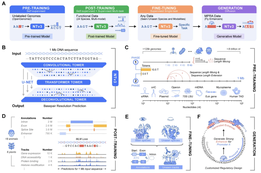 InstaDeep Introduces Nucleotide Transformer v3 (NTv3): A New Multi-Species Genomics Foundation Model, Designed for 1 Mb Context Lengths at Single-Nucleotide esolution